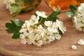 Closeup of blooming hawthorn with a bottle of herbal tincture in the background Royalty Free Stock Photo