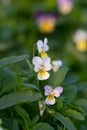 Blooming heartsease, Viola tricolor, flowers