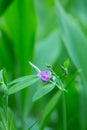 Blooming heath pea, Lathyrus linifolius among lily of the valley leafs