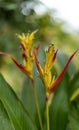 Closeup of blooming Heliconia flower isolated in green nature background