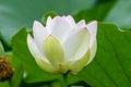 Closeup of a blooming Indian lotus, Nelumbo nucifera Royalty Free Stock Photo