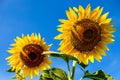 Closeup blooming isolate sunflower with blue sky background in sunflowers`s field. Royalty Free Stock Photo