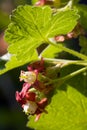 Closeup of blooming jostabarry flower ribes nidigrolaria with jostaberry leave. Selective focus. Shallow depth of field.