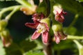 Closeup of blooming jostabarry flower ribes nidigrolaria. Selective focus. Shallow depth of field.