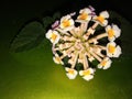 White Yellow Blooming Lantana Camara Flower Closeup