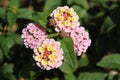 Closeup of blooming Lantana flower