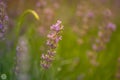 Closeup of blooming Lavandula angustifolia in field