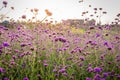 Closeup of blooming lavender flower field background on mountain under the red colors Royalty Free Stock Photo