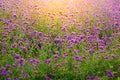 Closeup of blooming lavender flower field background on mountain under the red colors Royalty Free Stock Photo