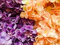 Closeup of Blooming Light Peachy Pink and Light Purple Flowers