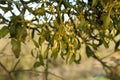 Closeup of a blooming mistletoe tree under the sunlight with a blurry background