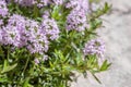 Closeup of blooming mountain savory (Satureja montana). Royalty Free Stock Photo