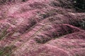 Pink Ornamental Grass in Bloom Royalty Free Stock Photo