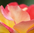 Closeup Blooming Multicolored Rose