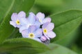 Closeup of blooming Myosotis sylvatica flowers in blurred background Royalty Free Stock Photo