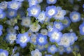 Closeup blooming blue with white nemophila flowers Royalty Free Stock Photo