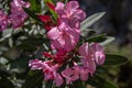 The closeup of a blooming oleander plant Royalty Free Stock Photo