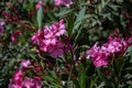The closeup of a blooming oleander plant Royalty Free Stock Photo