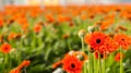 Closeup of blooming orange Gerbera flowers Royalty Free Stock Photo