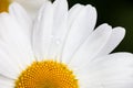 Closeup of the blooming oxeye daisy with dewdrops