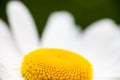 Closeup of the blooming oxeye daisy