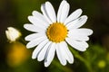 Closeup of the blooming oxeye daisy