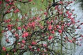 closeup of blooming peach flowers with lake in srping Royalty Free Stock Photo