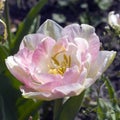 Closeup blooming peony tulip