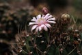 Closeup blooming pink cactus flower . The genus Mammillaria is one of the largest in the cactus family.Tropical Plant backdrop and