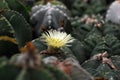 Closeup blooming pink cactus flower . The genus Mammillaria is one of the largest in the cactus family.Floral backdrop and beautif