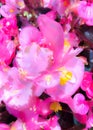 Closeup blooming pink flowers with yellow pollen