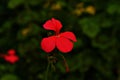 Closeup of blooming pink Geranium flower isolated in blurred background Royalty Free Stock Photo