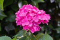 Closeup of blooming pink hortensia flower hydrangea flower with natural green background. Selective focus. Shallow depth of field. Royalty Free Stock Photo