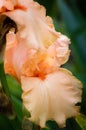 Closeup of a blooming pink or peach color bearded iris flower Royalty Free Stock Photo