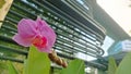 Closeup blooming of Pink phalaenopsis orchid flowers on the garden with building as the background Royalty Free Stock Photo