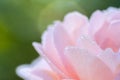 Closeup of blooming pink rose petals with water drops, flowers after rain Royalty Free Stock Photo