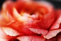 Closeup of blooming pink rose wallpaper