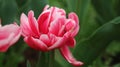 Closeup of a blooming pink tulip terry in the lush field Royalty Free Stock Photo