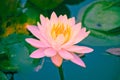 Closeup of blooming pink water lily flowers or lotus flower in the pond Royalty Free Stock Photo
