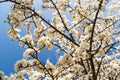 Closeup of a blooming plum tree branches with delicate white flowers against a bright blue sky. Royalty Free Stock Photo