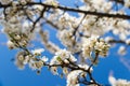 Closeup of a blooming plum tree branches with delicate white flowers against a bright blue sky. Royalty Free Stock Photo