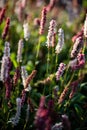 Blooming Polygonum affine in garden. Bistorta affinis blooming plants in summer park. Backlit flower