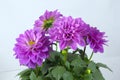 Closeup of blooming purple Dahlia, interior potted flowers