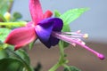 Closeup of a blooming purple hardy fuchsia, flowering fuchsia in garden