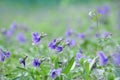 closeup of blooming purple herba violae flowers in spring