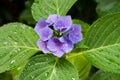 Closeup of blooming purple hortensia flower hydrangea serrata flower with green leaves and waterdrops. Shallow depth of field. Royalty Free Stock Photo