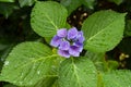 Closeup of blooming purple hortensia flower hydrangea serrata. Selective focus. Shallow depth of field. Royalty Free Stock Photo