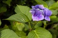 Closeup of blooming purple hortensia flower hydrangea serrata. Selective focus. Shallow depth of field. Royalty Free Stock Photo