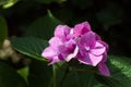 Closeup of blooming purple hortensia flower hydrangea serrata. S Royalty Free Stock Photo