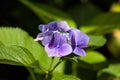 Closeup of blooming purple hortensia flower hydrangea serrata. Selective focus. Shallow depth of field. Royalty Free Stock Photo